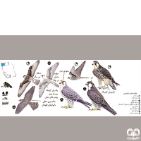 گونه لاچین Lanner Falcon